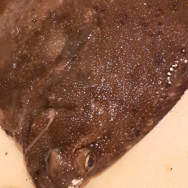 サメカレイ